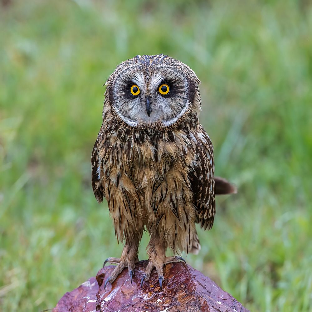 Watchful Short-eared Owl art print by Taksing for $57.95 CAD