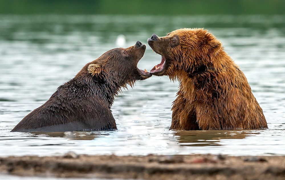 Mouth To Mouth art print by Giuseppe Damico for $57.95 CAD
