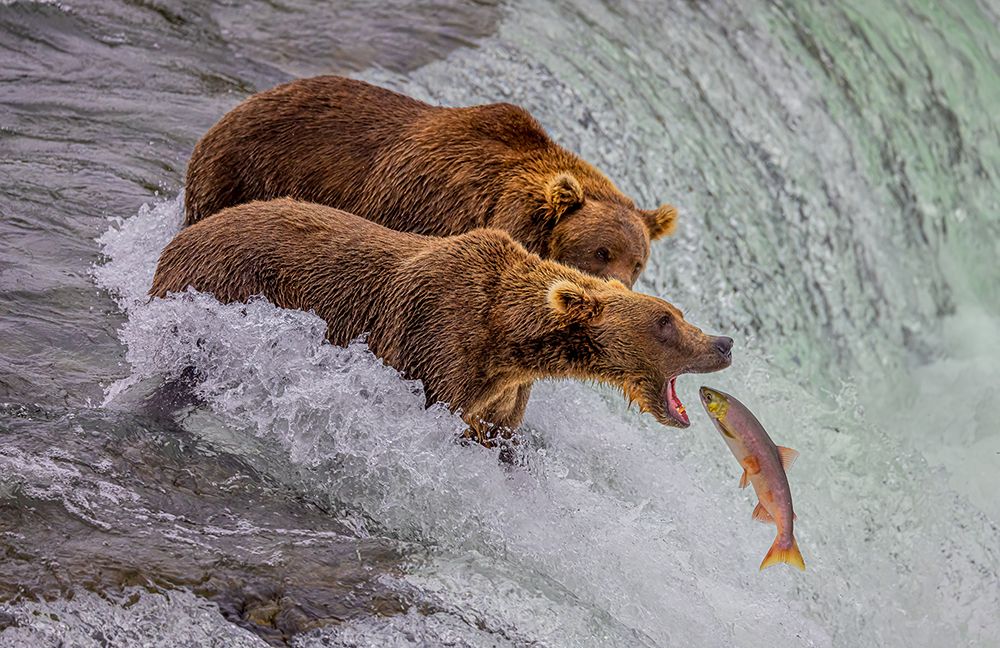 Catch Of The Day art print by Ning Lin for $57.95 CAD