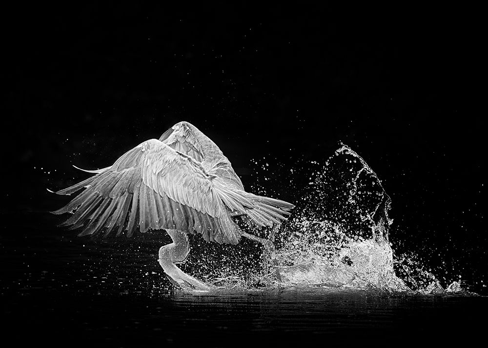 nan art print by Alex Li for $57.95 CAD