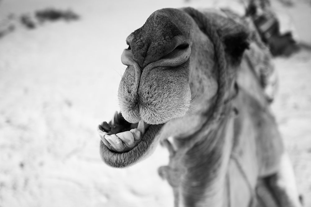 dromedary art print by Luis Borges Alves for $57.95 CAD