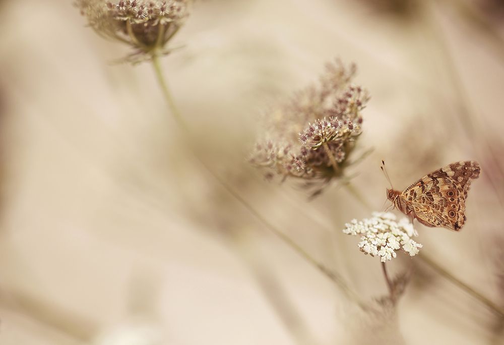 Butterfly art print by Ellen van Deelen for $57.95 CAD