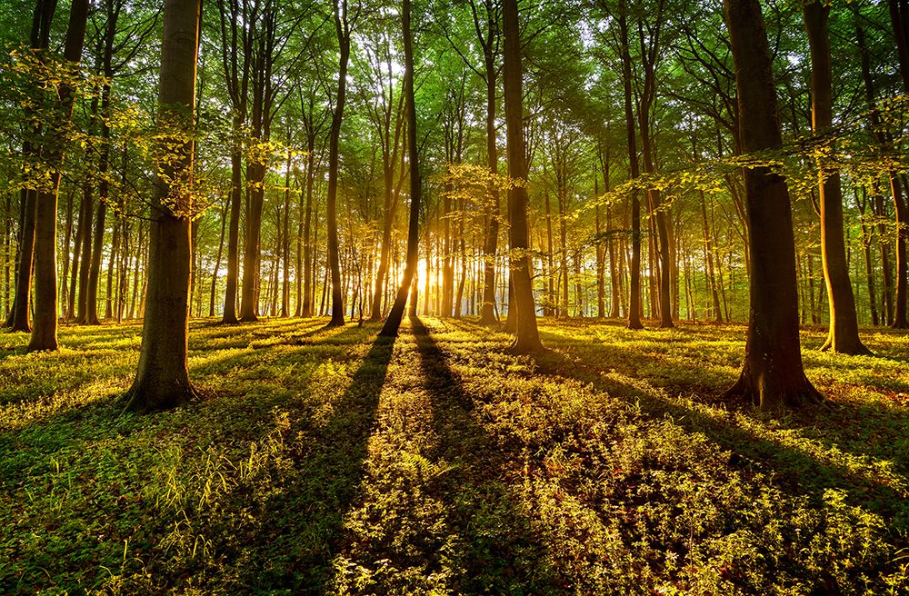 Forrest Light art print by Keller for $57.95 CAD