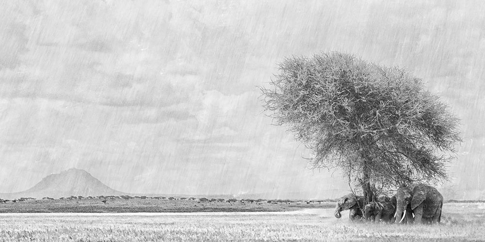 African Landscape art print by Nadine Henley for $57.95 CAD