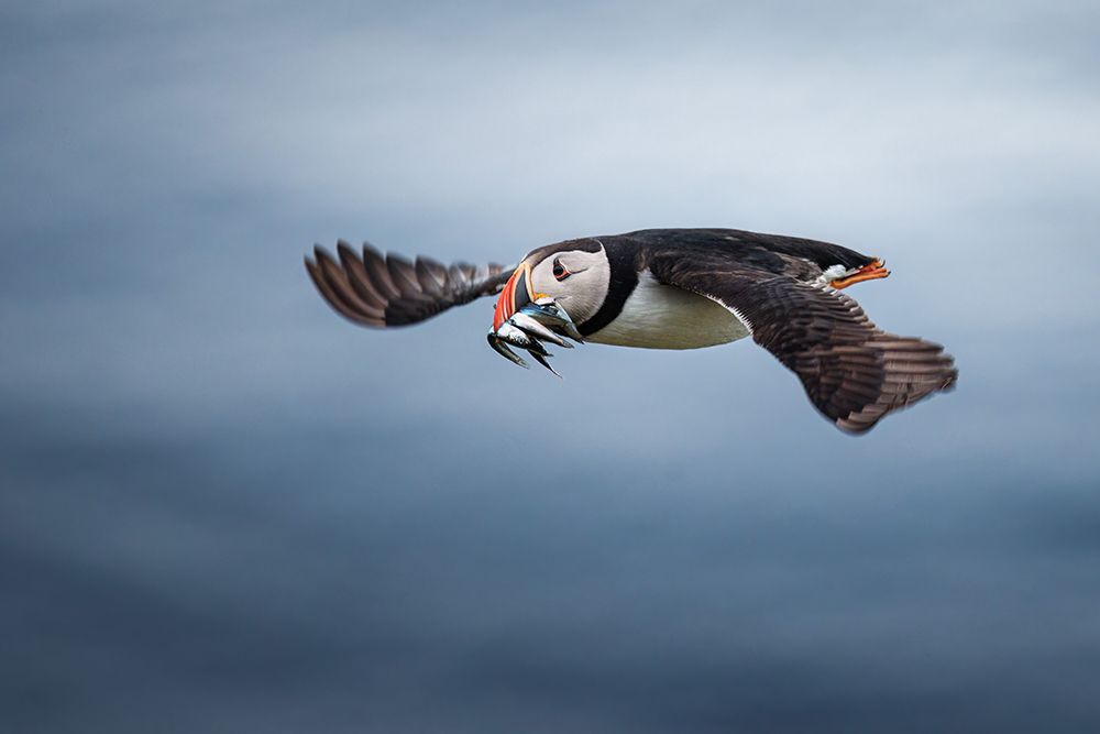 Puffin With Fishes In Its Beak art print by Magnus Renmyr for $57.95 CAD