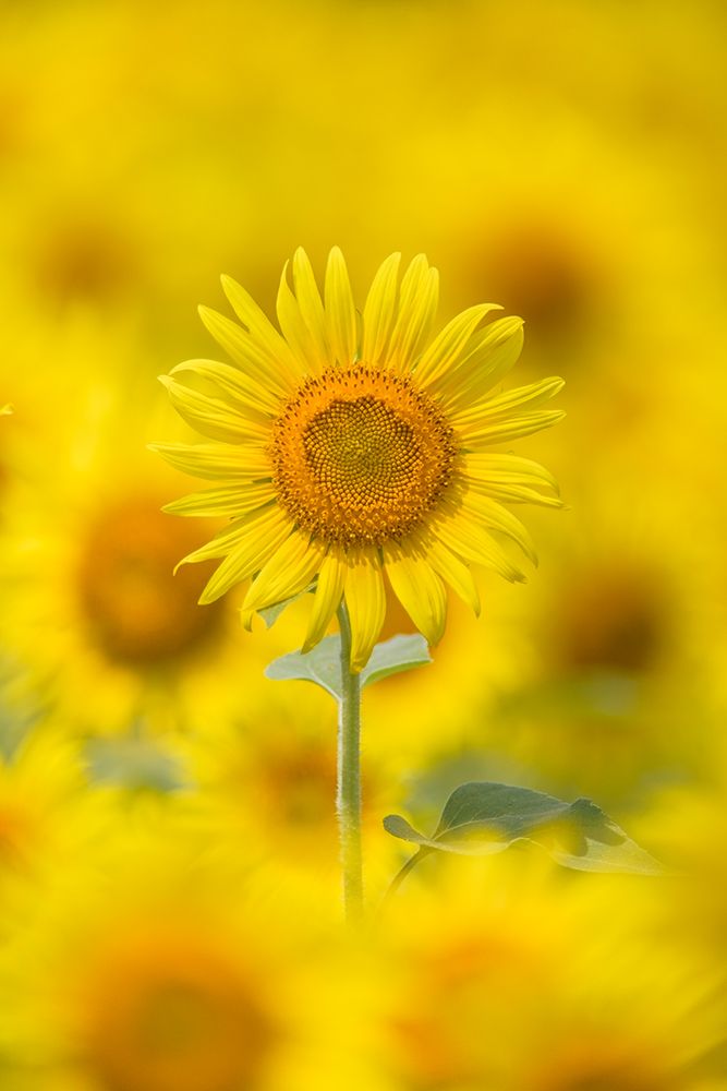 Yellow Sun art print by Takashi Suzuki for $57.95 CAD