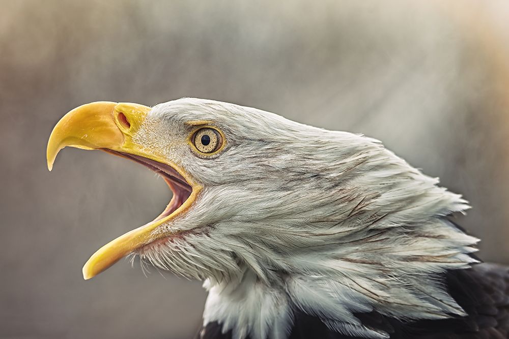 The Bald Eagle (Haliaeetus Leucocephalus) art print by Jiri Svestka for $57.95 CAD