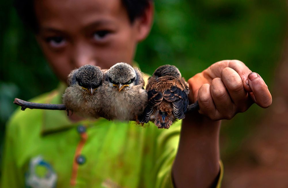 Child And Bird art print by Yibing Nie for $57.95 CAD