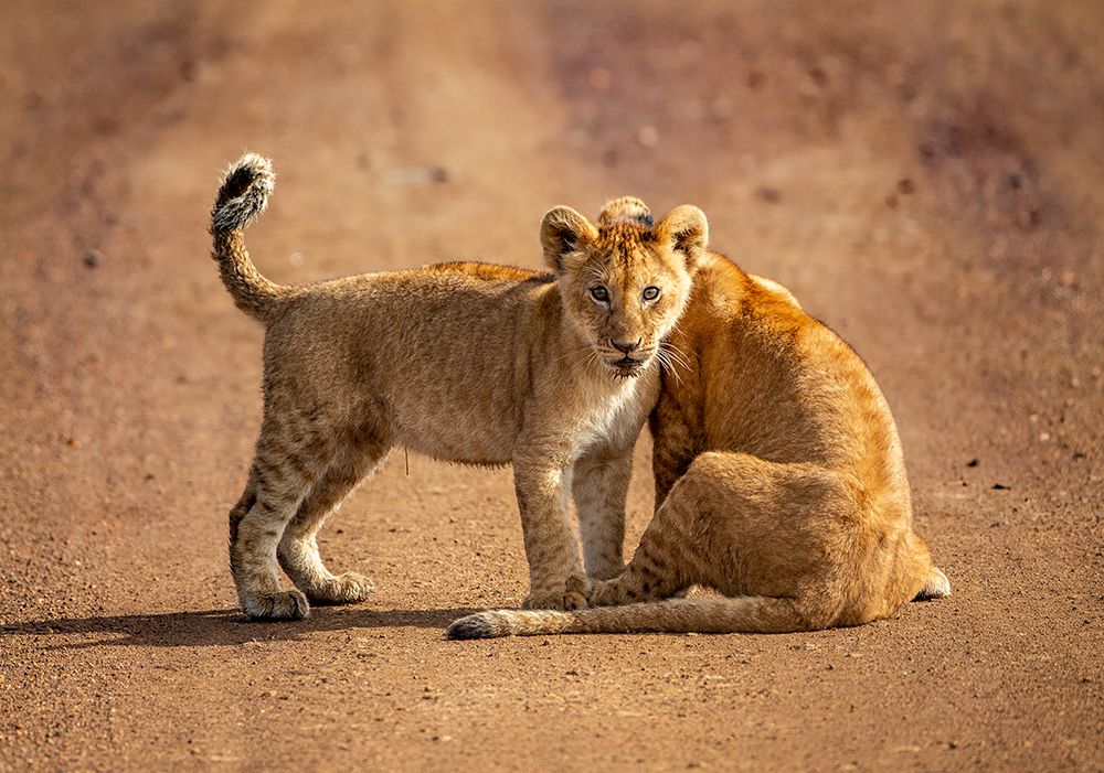 CURIOUS art print by Jaco Marx for $57.95 CAD