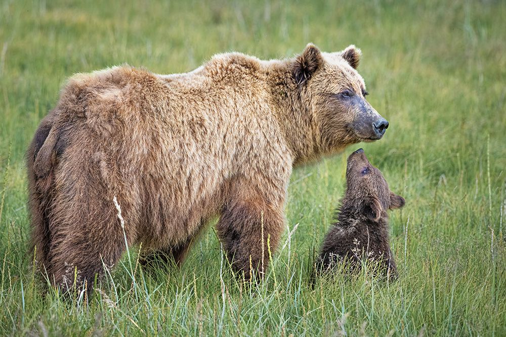 Bearable Adoration art print by Jeffrey C. Sink for $57.95 CAD