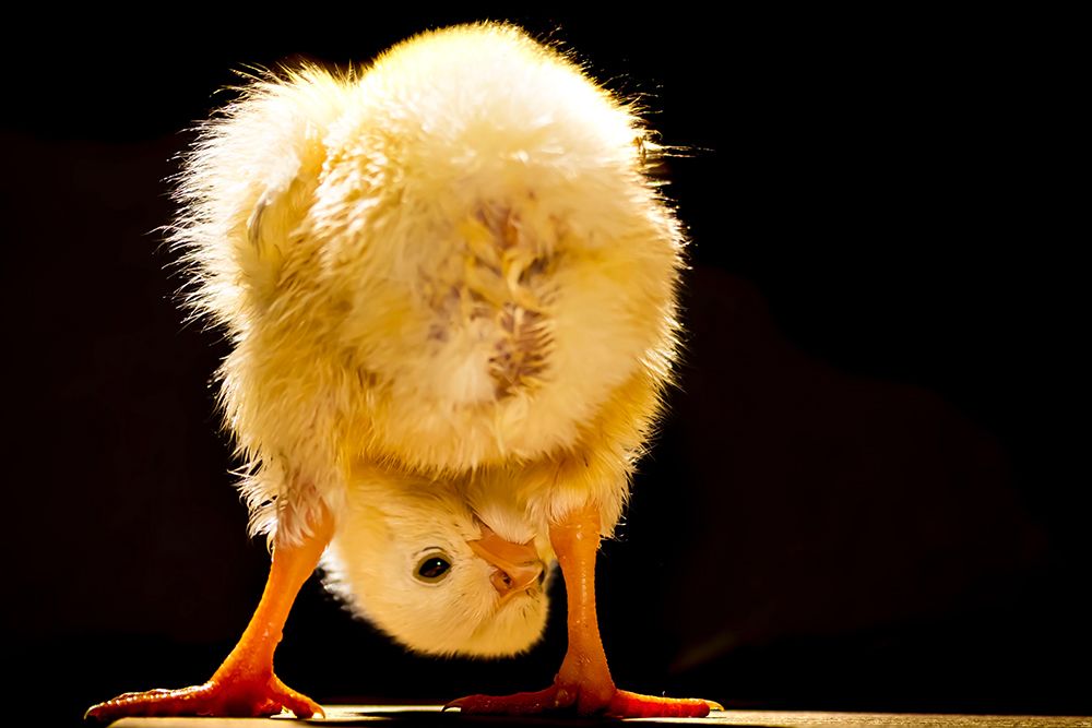 Funny chick art print by Bassant Meligy for $57.95 CAD