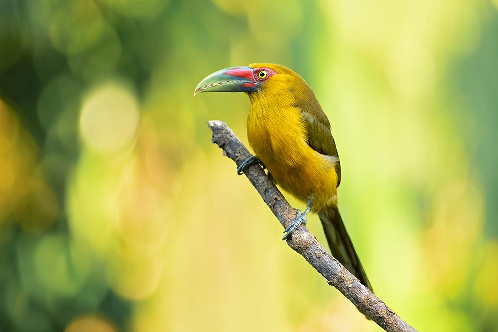 Saffron Toucanet art print by Milan Zygmunt for $57.95 CAD