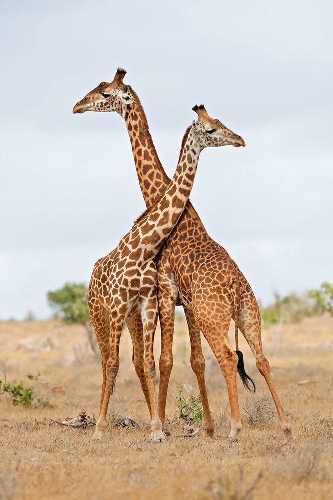 Necks art print by Marco Pozzi for $57.95 CAD