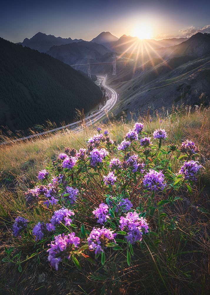 Guozigou Bridge In Full Bloom art print by Yuan Cui for $57.95 CAD