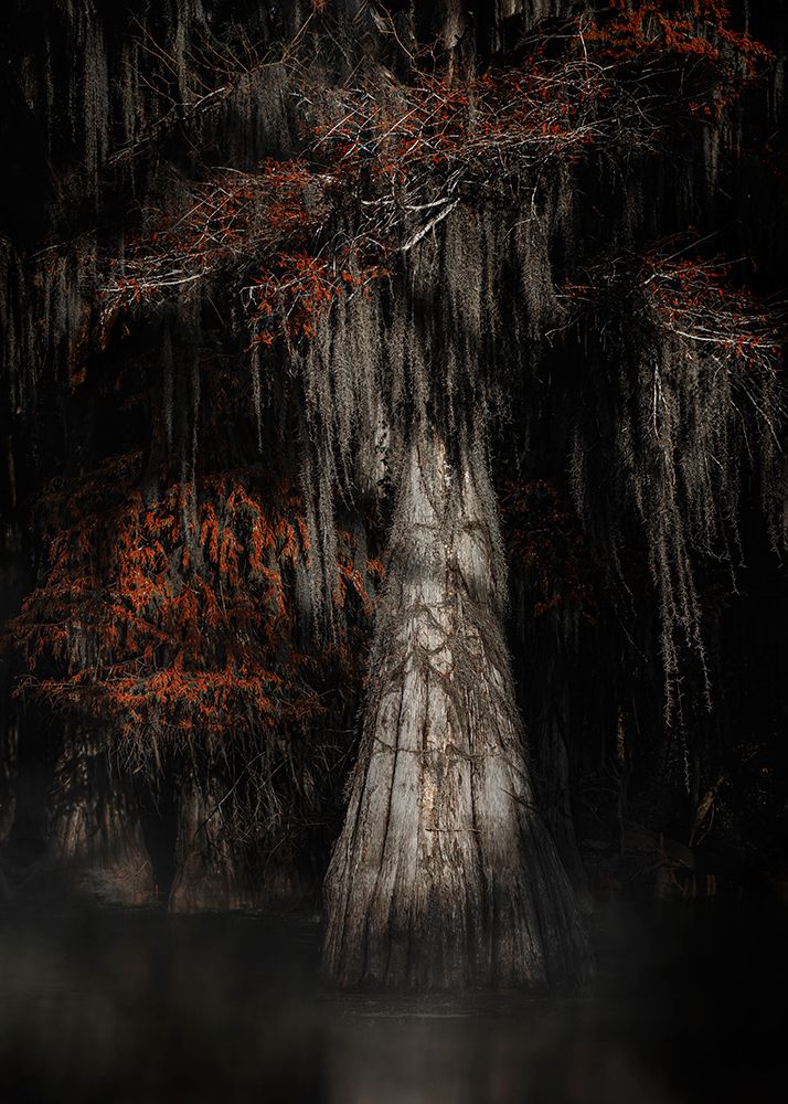 Cypress Tree art print by Linda Lu for $57.95 CAD