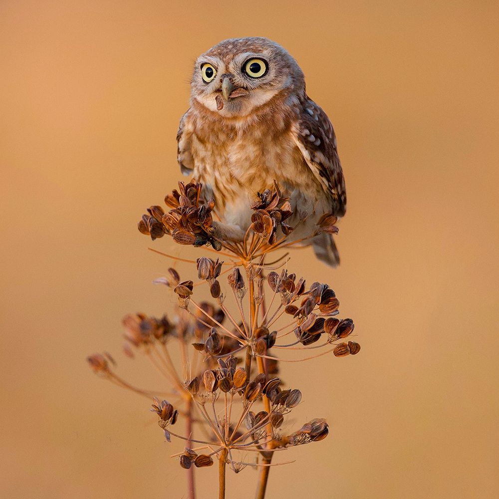 Little Owl art print by David Manusevich for $57.95 CAD
