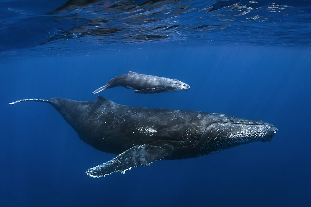 Humpback Whales art print by Cedric Peneau for $57.95 CAD