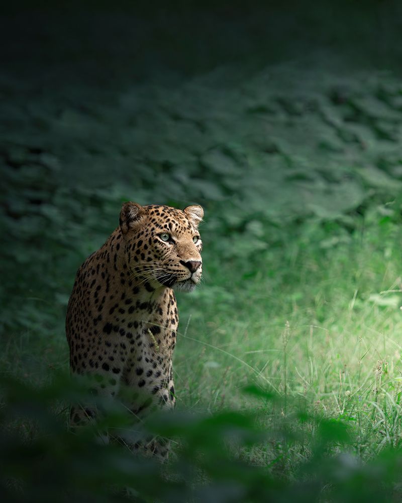 The Loner art print by Chaitanya Rawat for $57.95 CAD