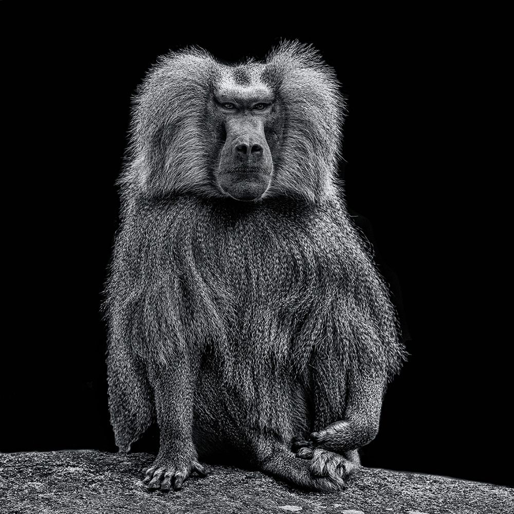 Baboon art print by Georgios Tsikiridis for $57.95 CAD