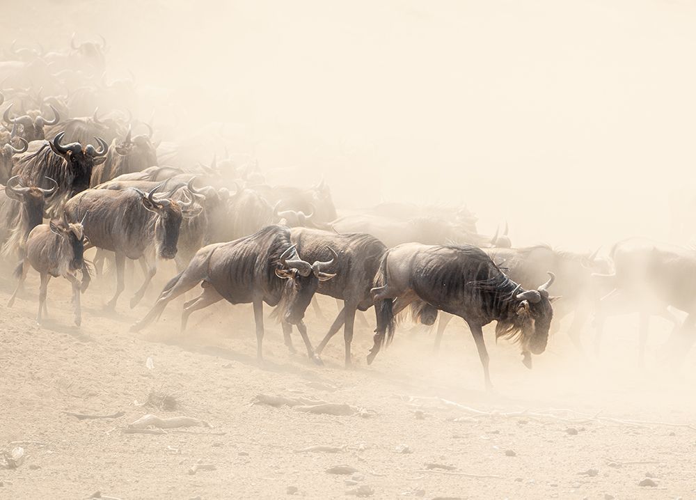 Dust And Dust art print by Jaco Marx for $57.95 CAD