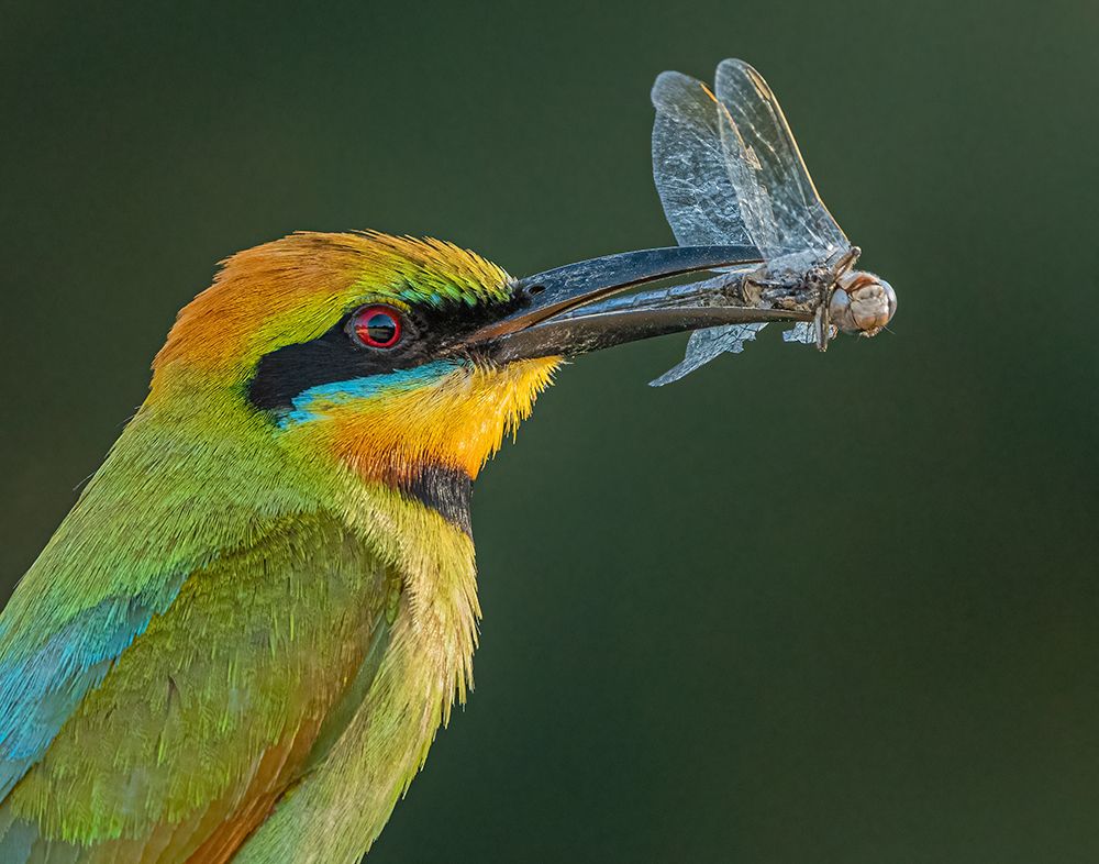 Rainbow Bee-Eater art print by Ahmadabdelhameed for $57.95 CAD