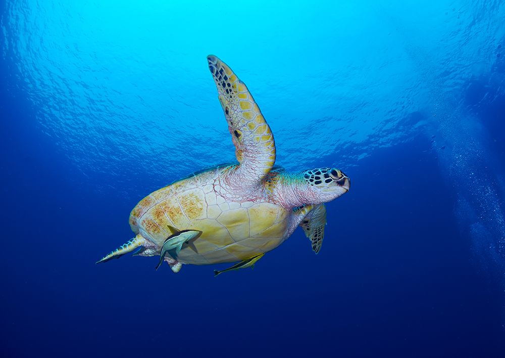 Sea Turtle art print by Ryan Y Lin for $57.95 CAD
