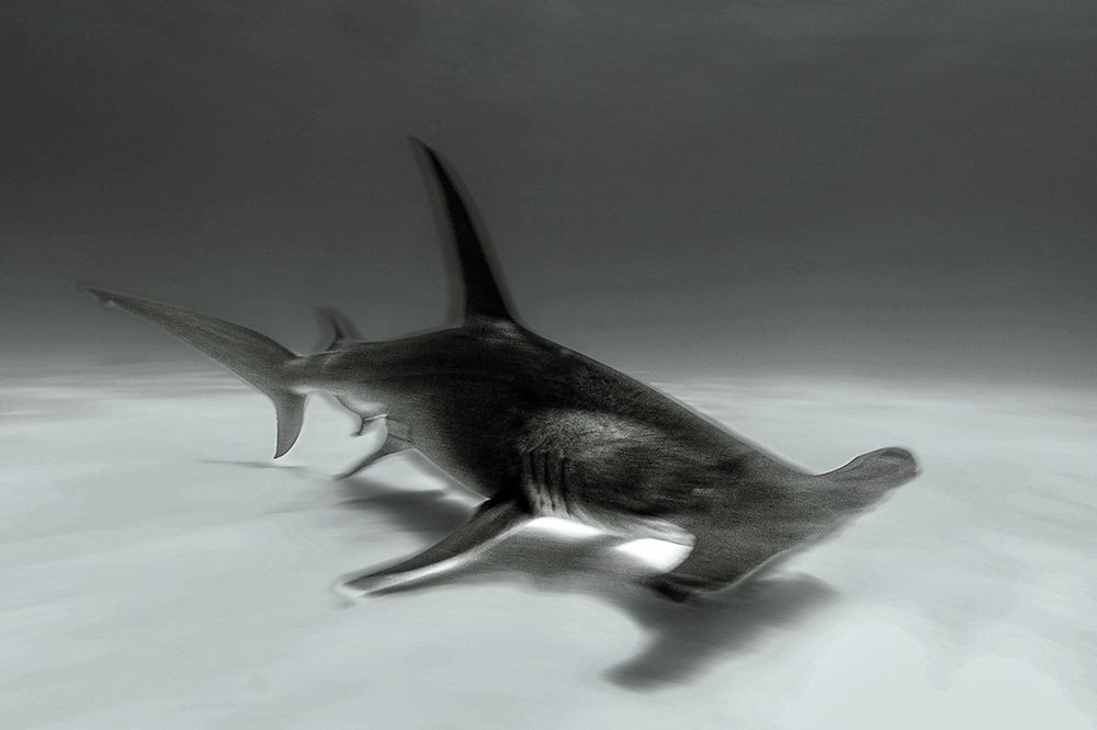 Great Hammerhead art print by Serge Melesan for $57.95 CAD