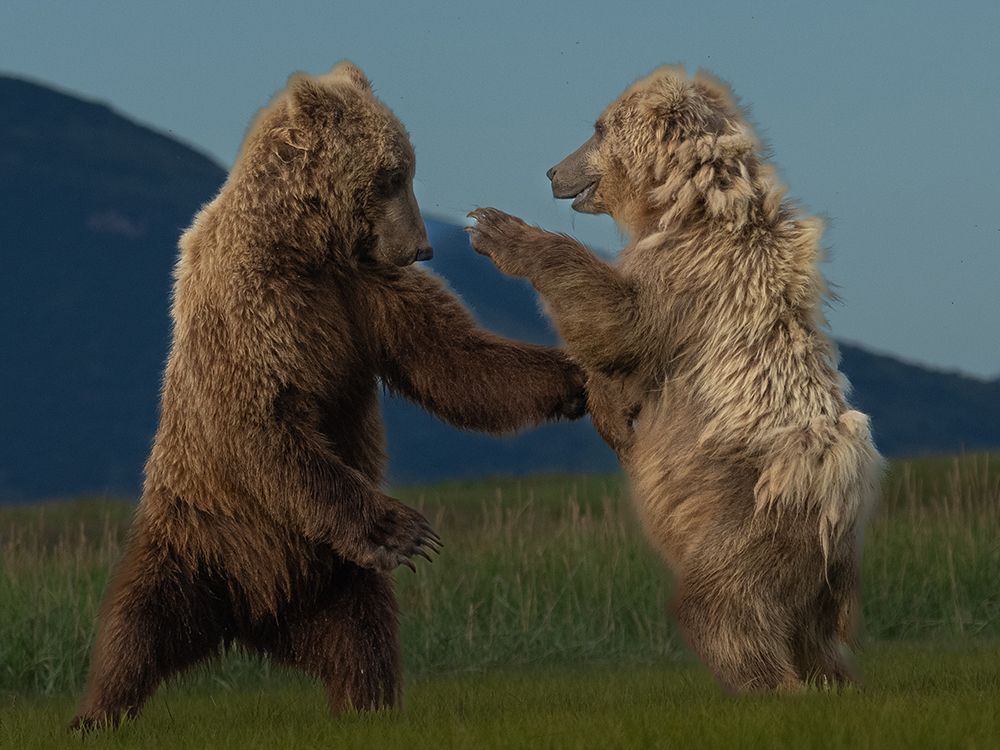 Wanna Dance? art print by Barbara Gill for $57.95 CAD
