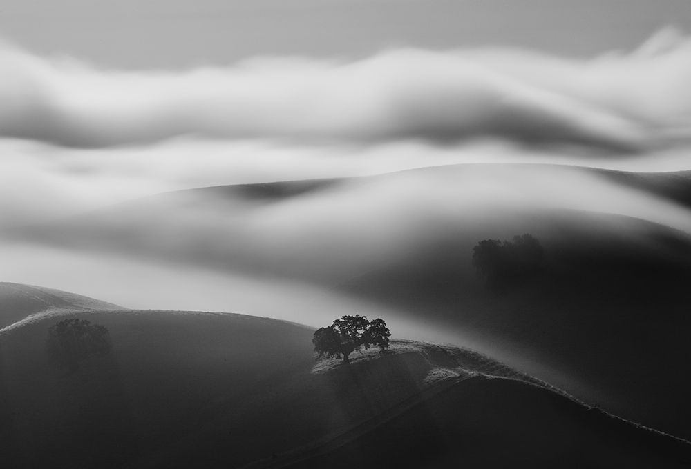 A Tree In Fog art print by Dianne Mao for $57.95 CAD