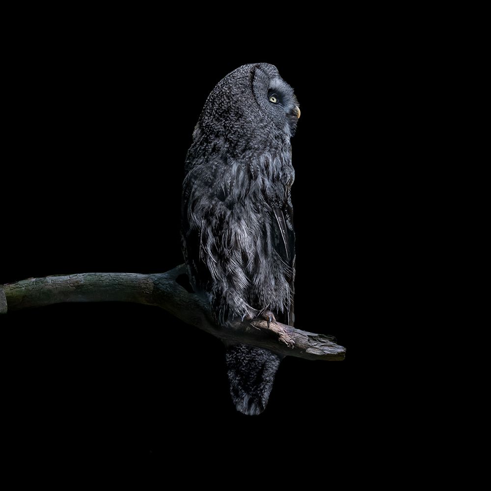Owl art print by Georgios Tsikiridis for $57.95 CAD