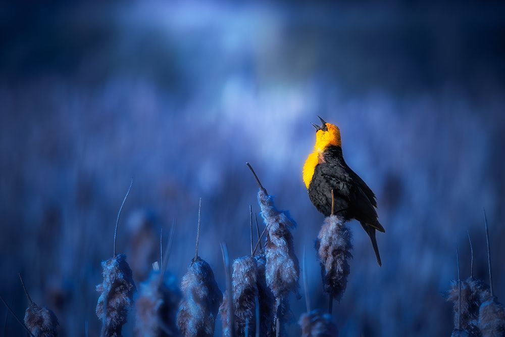 Sing A Song art print by Alex Zhao for $57.95 CAD