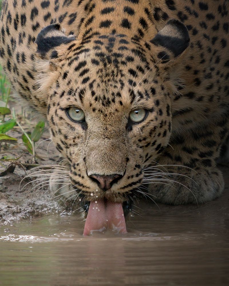 A Mesmerising Gaze Of The Fierce art print by Chaitanya Rawat for $57.95 CAD