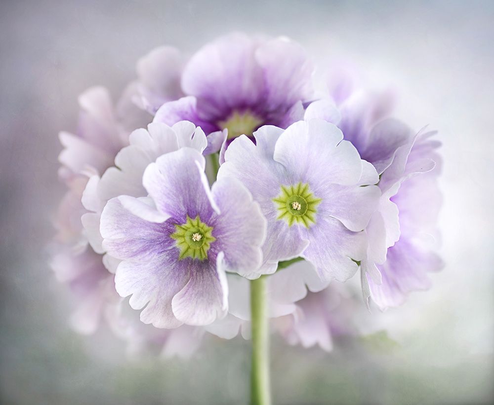 Primula art print by Mandy Disher for $57.95 CAD
