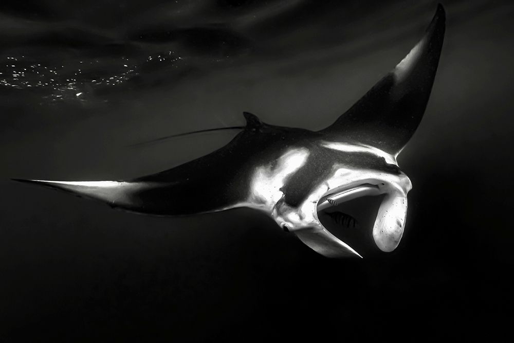 The Manta art print by Serge Melesan for $57.95 CAD