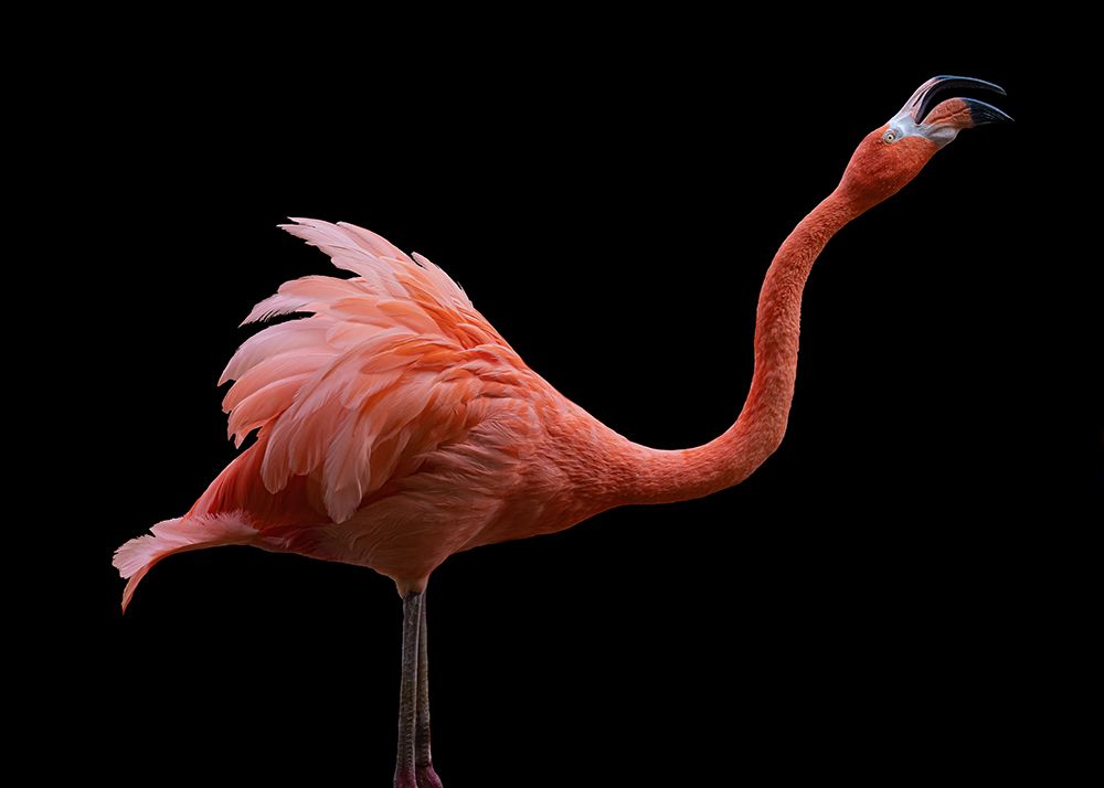 Flamingo art print by Georgios Tsikiridis for $57.95 CAD