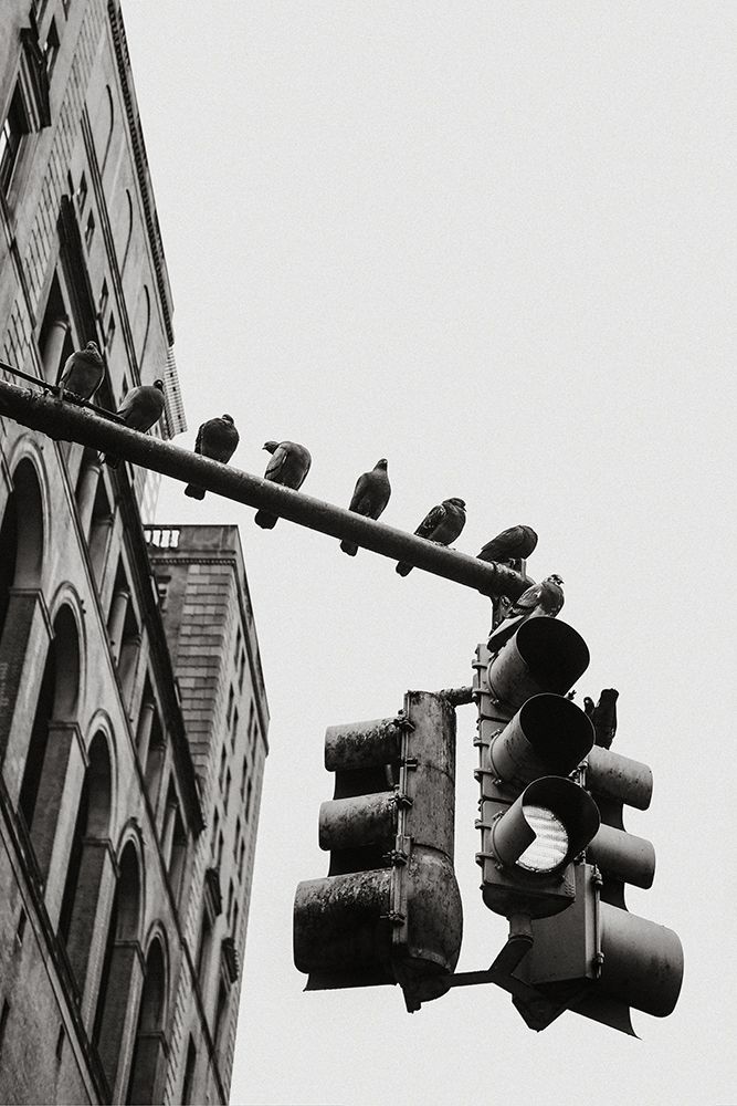 New York City Doves art print by Rikard Martin for $57.95 CAD