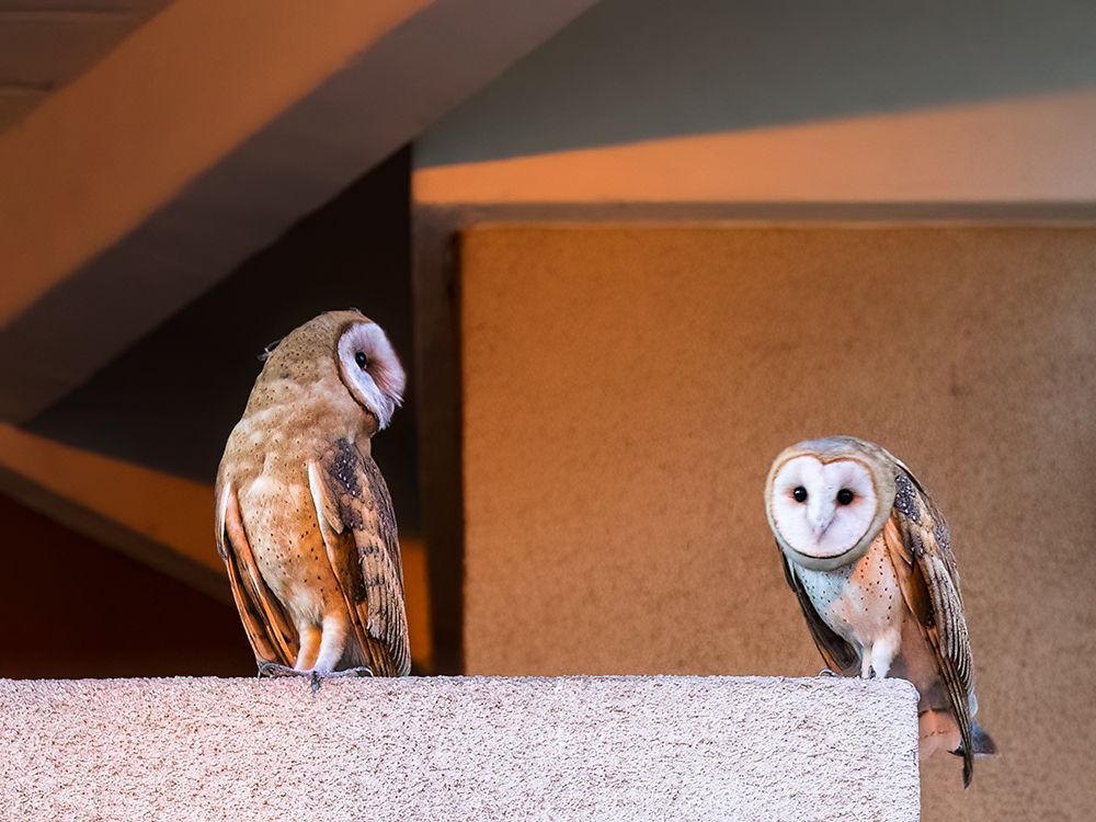 American Barn Owl art print by Taksing for $57.95 CAD
