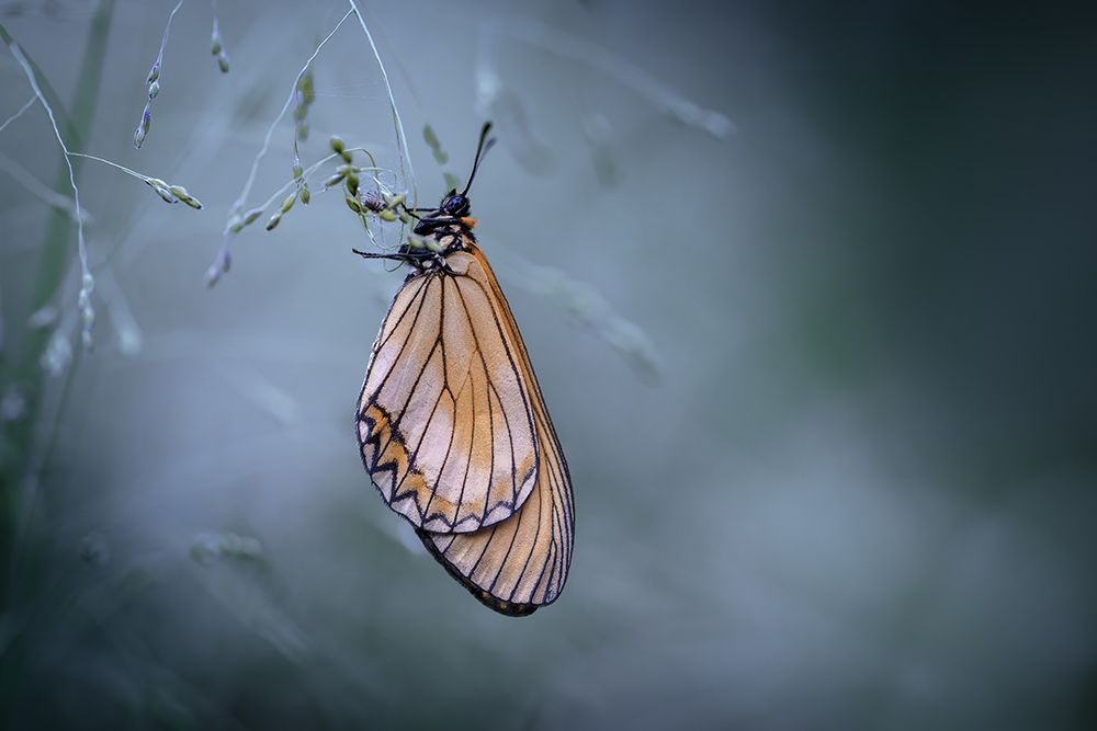 Butterfly art print by Jianwen for $57.95 CAD
