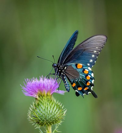 Pipevine Swallowtail by Steven Haddix