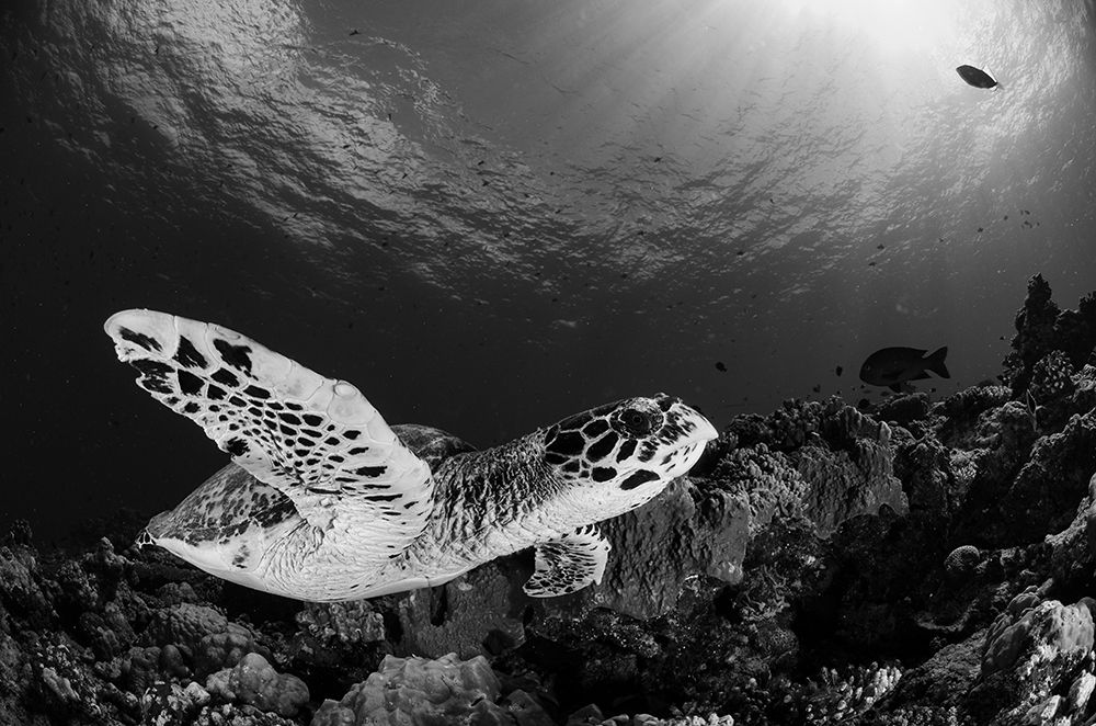 Hawksbill art print by Ryan Y Lin for $57.95 CAD