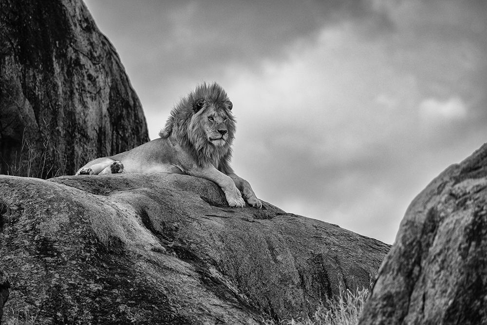 The King! art print by Ali Khataw for $57.95 CAD
