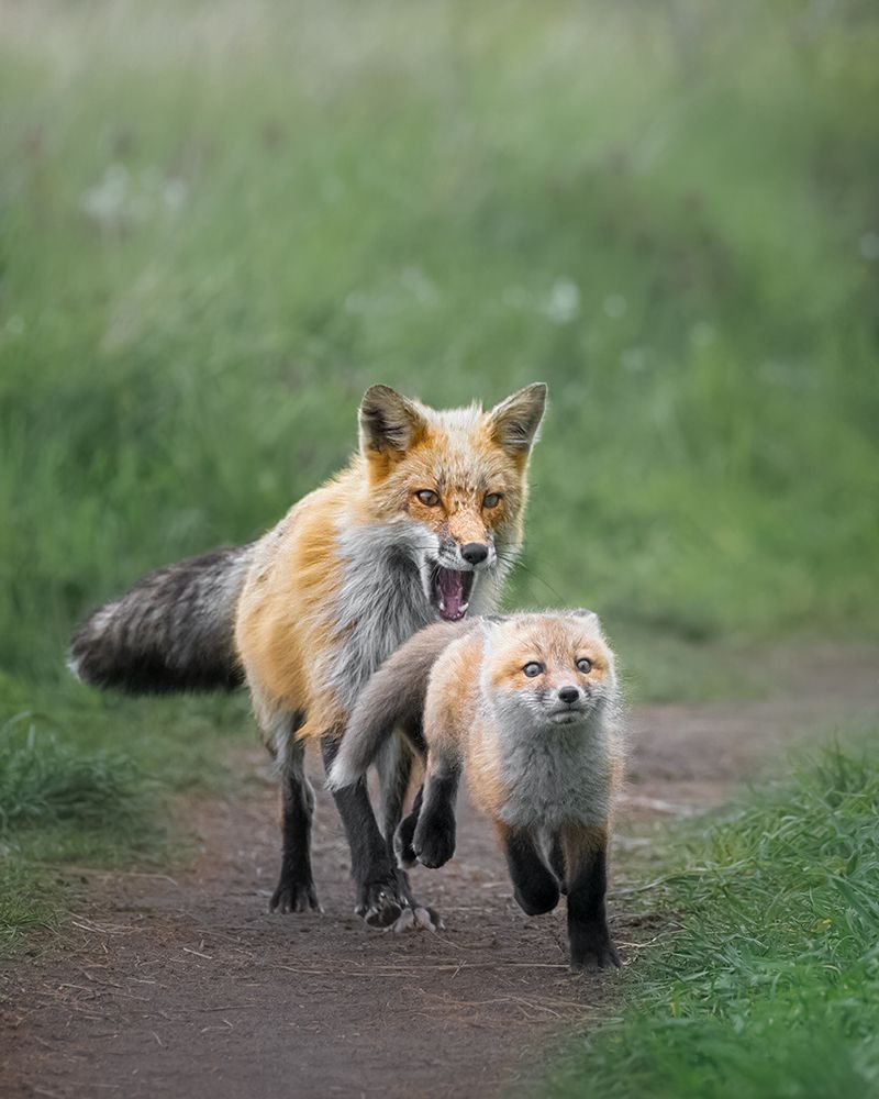 Protective Fox Family art print by Joan Zhang for $57.95 CAD