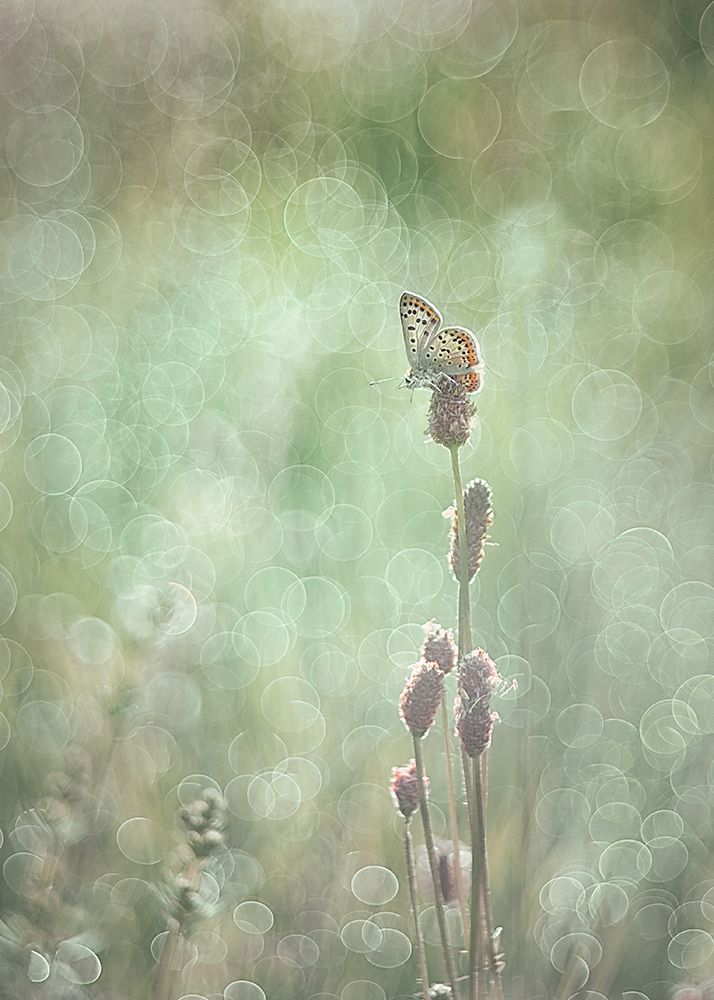 Bubbleliscious art print by Elisabeth Van Helden for $57.95 CAD