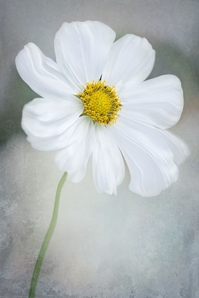 White Calliopsis art print by GaoSL for $57.95 CAD