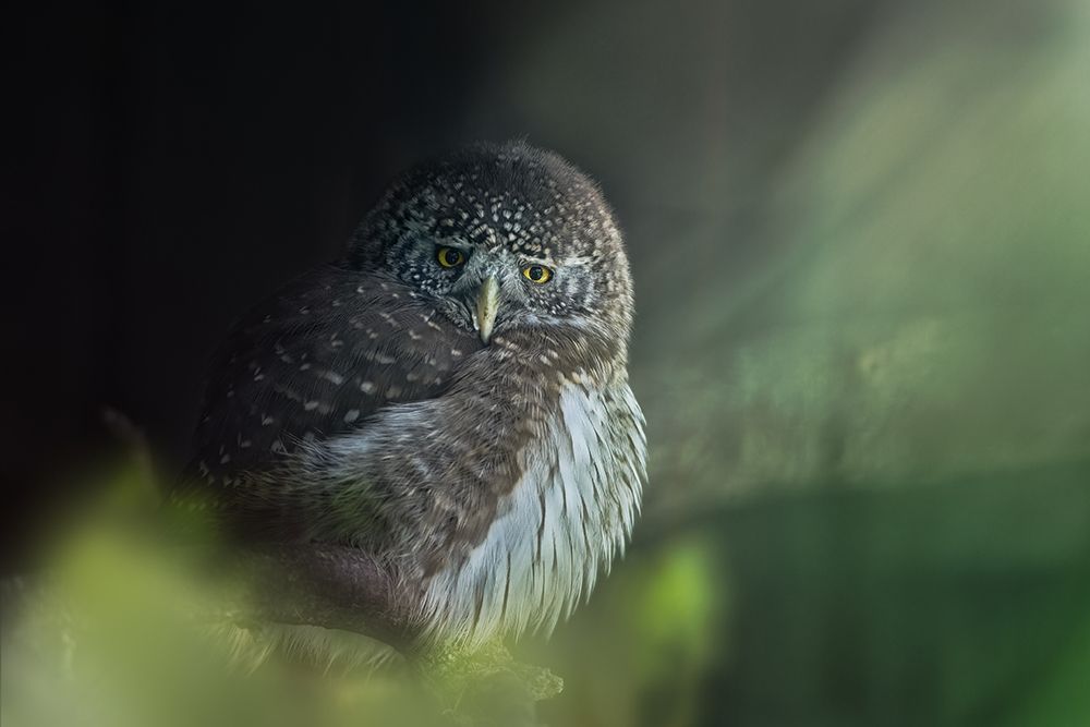 Eurasian Pygmy Owl (Glaucidium Passerinum) art print by Jiri Svestka for $57.95 CAD