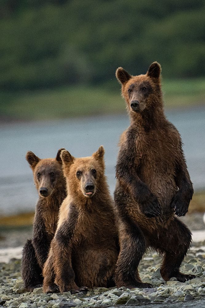 Do You Hear Something? art print by Barbara Gill for $57.95 CAD