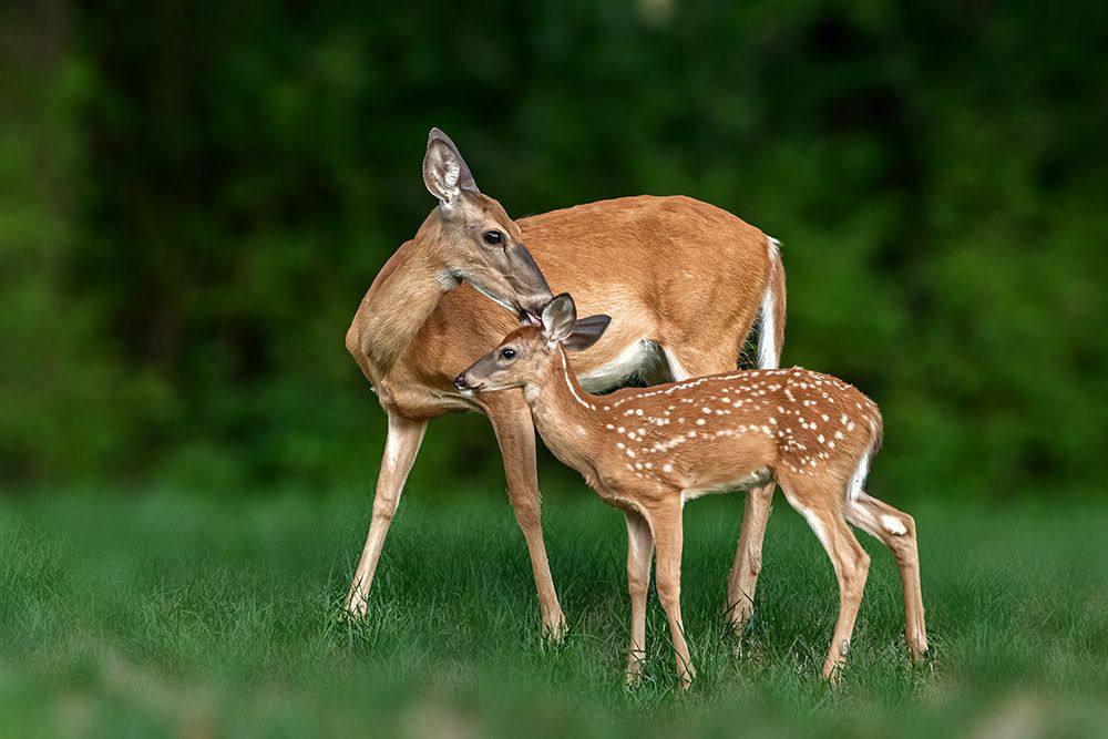 Mom And Baby art print by Jian Xu for $57.95 CAD
