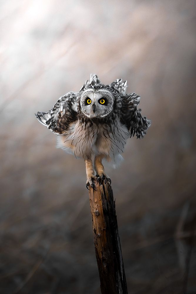 CommissarS Owl Trembles. art print by Hiroki Matsubara for $57.95 CAD