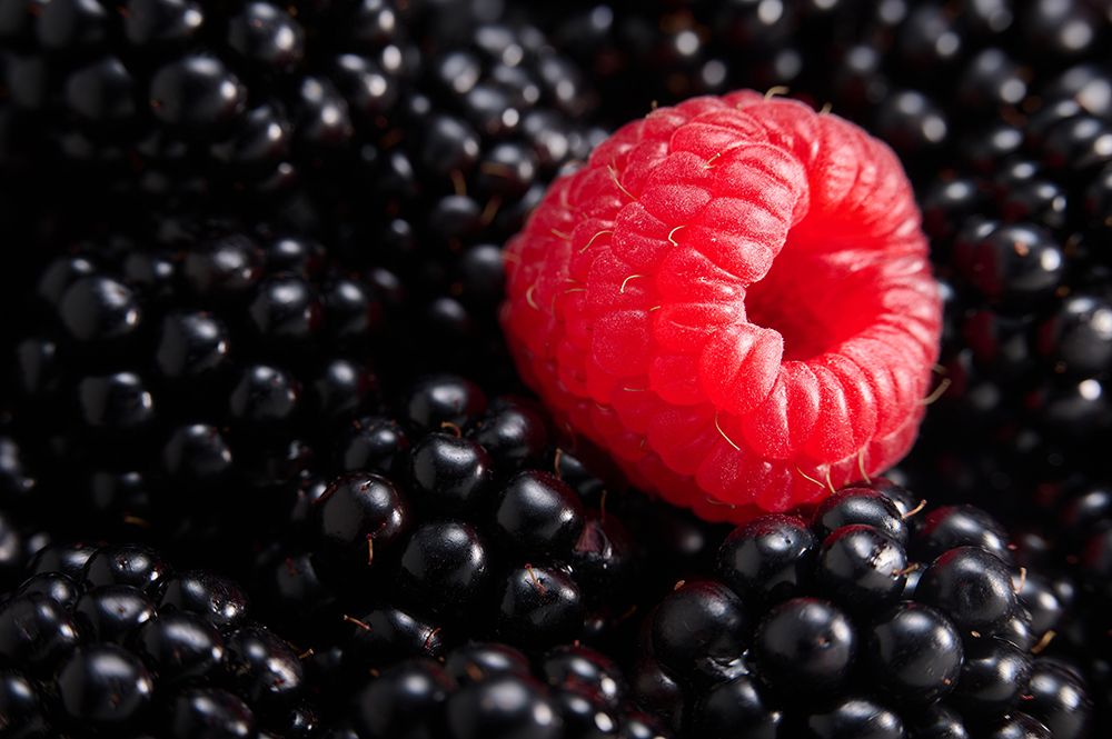 Berry different art print by Drazen Sokac for $57.95 CAD