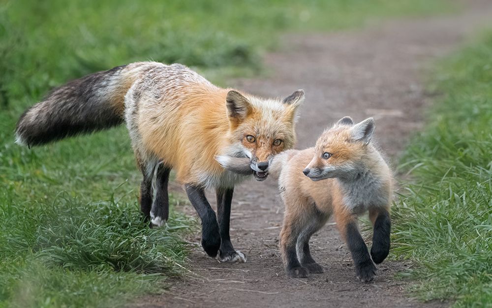 Mother Fox and Kit art print by Joan Zhang for $57.95 CAD